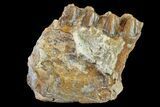 Fossil Horse (Mesohippus) Jaw Section - South Dakota #157469-2